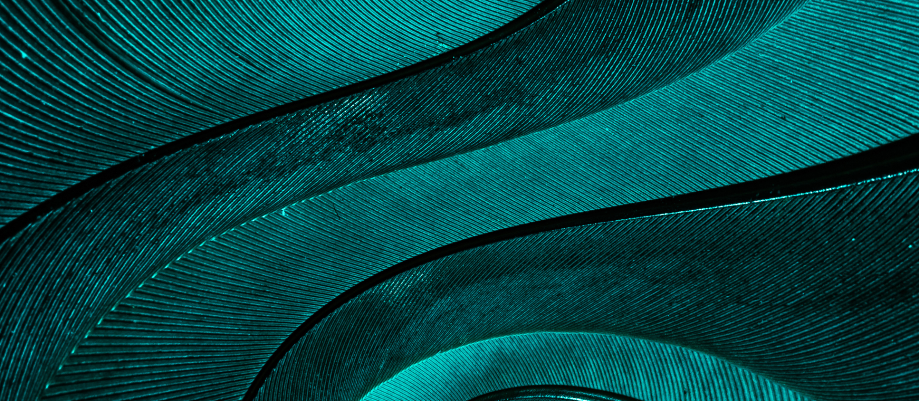 Layered teal forms with fine, precise lines