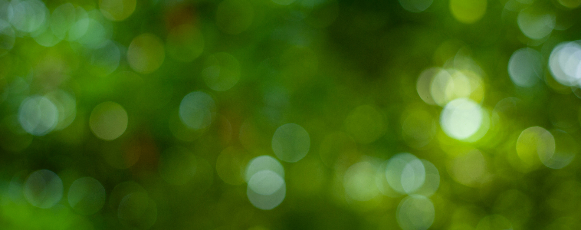 Soft points of green light in deep foliage